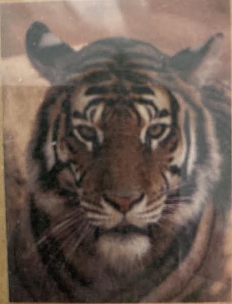 Hovedbilde Tiger 35 x 45 cm