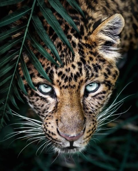 Hovedbilde Leopard, 35 x 45 cm