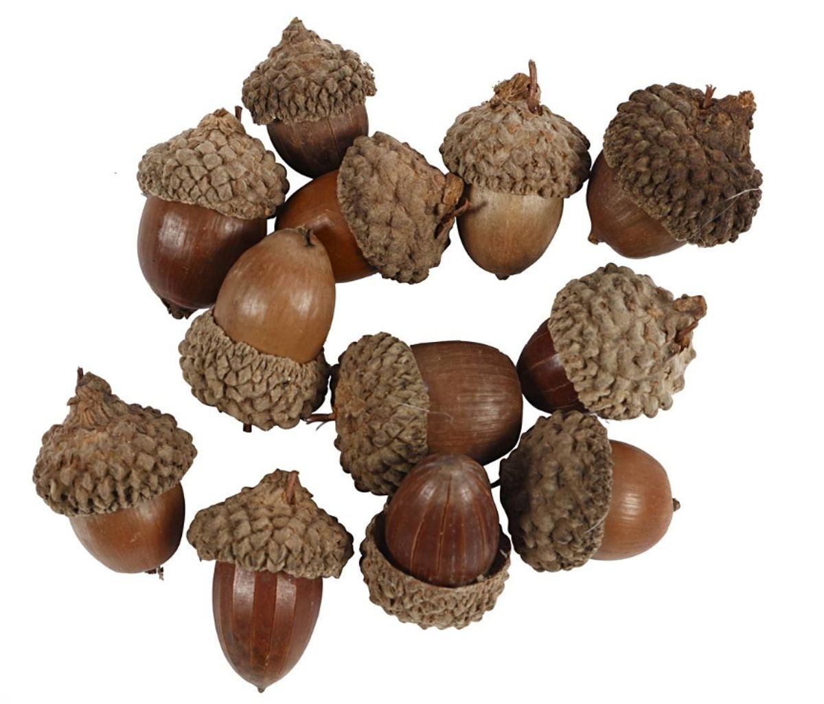 Eikenøtter