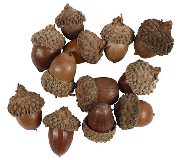 Hovedbilde Eikenøtter